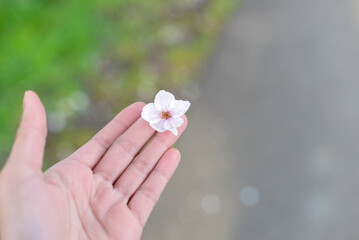 Woman hand holding a Sakura blossom flower in her hand with Blurred background green grass and grey road. 
Leave some space for text.