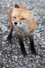 red fox in the wild