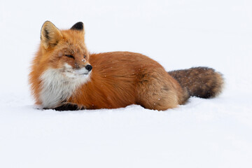 Red Fox  Laying Snow