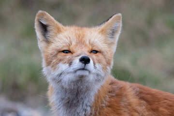 Fototapeta na wymiar red fox vulpes