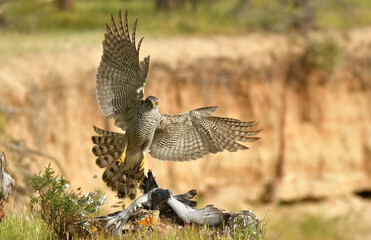 azor cazando una presa