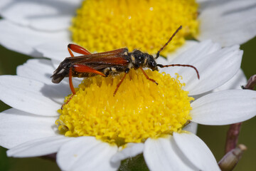 Round-necked longhorn (Stenopterus rufus) on a flower