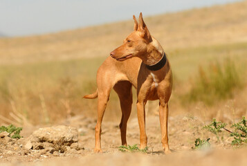 perros de protectora de animales