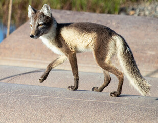 Summer Arctic Fox