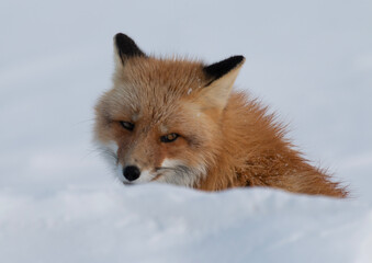 Naklejka premium red fox in snow