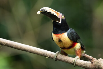 Toucan Collared Aracari, Pteroglossus torquatus, bird with big bill. Toucan sitting on the moss branch in the forest, Boca Tapada, Costa Rica. Nature travel in central America