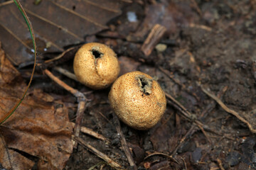 The fruiting bodies of the puffer are in the field, North China