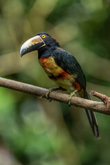 Toucan Collared Aracari, Pteroglossus torquatus, bird with big bill. Toucan sitting on the moss branch in the forest, Boca Tapada, Costa Rica. Nature travel in central America