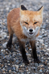 Red Fox snarl 2