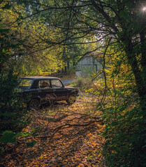 Autumn woods