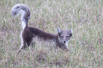 Summer Arctic Fox Pose