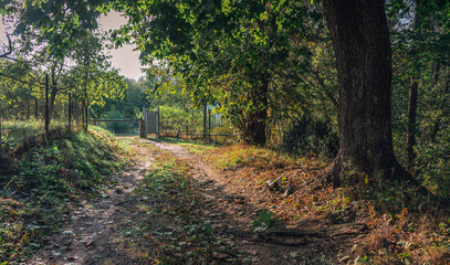 Autumn woods