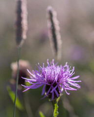 Fototapeta premium Lila Blume vor Halmen