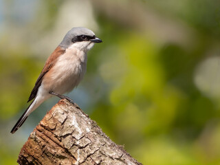 Neuntöter (Lanius collurio) Männchen auf einem Baumstumpf