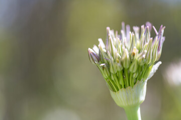 Fototapeta premium Macro close up of Allium giganteum giant onion flower before opening