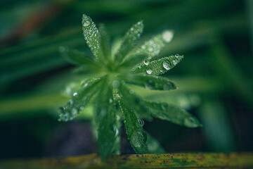 Nature beauty