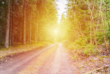 Obraz premium Spring forest road sunlight view. Road in autumn,spring,summer forest. Spring forest road urban path.
