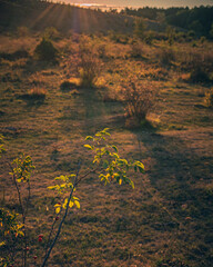 Faded nature in late summer and autumn