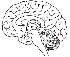 Human brain detailed anatomy. 
Suitable for black and white printing.