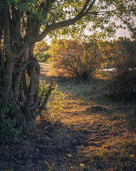 Faded nature in late summer and autumn