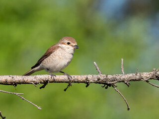 Neuntöter (Lanius collurio) Weibchen auf einem Ast