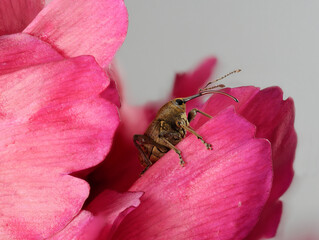 Haselnussbohrer (Curculio nucum) aus der Familie der Rüsselkäfer auf der Blüte einer Pfingsrose