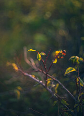Nature beauty