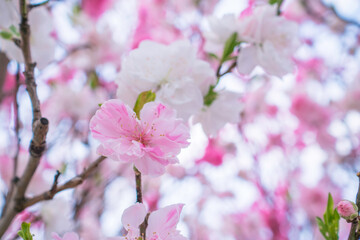 花桃（ハナモモ）の花。三色咲きの花桃