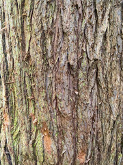 Tree bark textured background