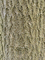 Tree bark textured background