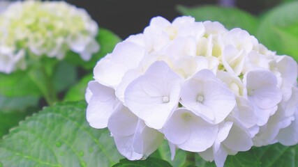 白く輝く美しいあじさい 紫陽花
