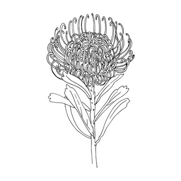 Hand Drawn King Protea Flower. Floral Botanical Element. Isolated  Illustration On White Background. Vector Graphic African Wildflower For  Background, Tattoo, Texture, Wrapper Pattern, Frame Or Border. Royalty Free  SVG, Cliparts, Vectors, and