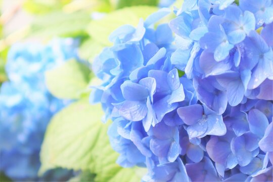 70 Best 青い紫陽花 Images Stock Photos Vectors Adobe Stock