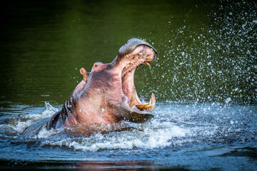 Fototapeta premium Hippo displaying in a water dam.