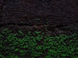 small green moss on the wall, grunge wall background
