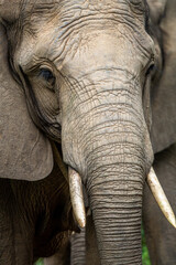 Close up of an African elephant.