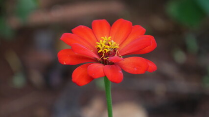 red flower in the garden