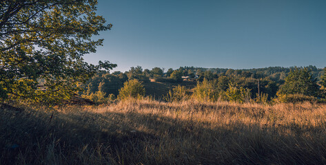 Summer landscape