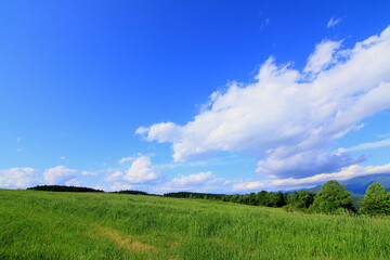 東農牧場からの景色。青い空と緑の大地。