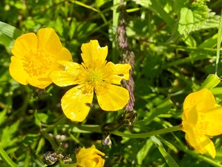 yellow flowers in the garden