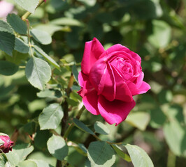Nahaufnahme auf einer samtig scharlachrot große kugelförmige Blume des Rosenstrauchs Rosa 'Hugh Dickson' (Rosa bifera)