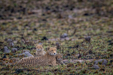 Cheetah mom with cubs in the bush.
