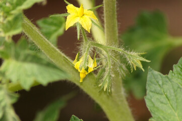 Blüte einer Tomatenpflanze Solanum lycopersicum