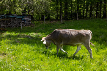 Kühe in den Alpen mit Wiese und Ausblick 
