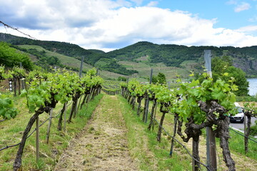 Fototapeta na wymiar Vineyards near Weissenkirchen village in Wachau valley, Austria