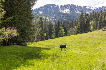 Fototapeta na wymiar Rinder in wunderschönem Alpenpanorama