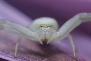 Beautiful white spider on a purple flower.Close-up shot also showing the ocelli (Eyes) of the cute...