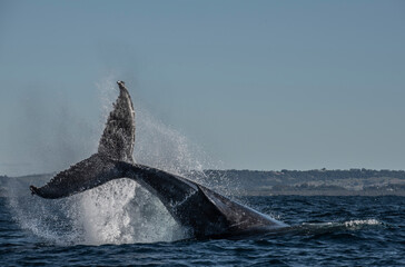 Fototapeta premium Humpback whale tail slapping in the Cape Byron Marine Park off Byron Bay, New South Whales