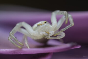 Beautiful white spider on a purple flower.Close-up shot also showing the ocelli (Eyes) of the cute little spider. Italy. 