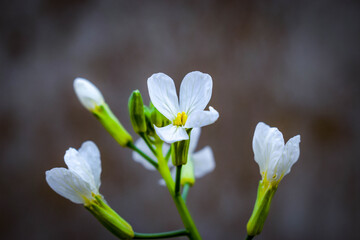 Flowers in my garden